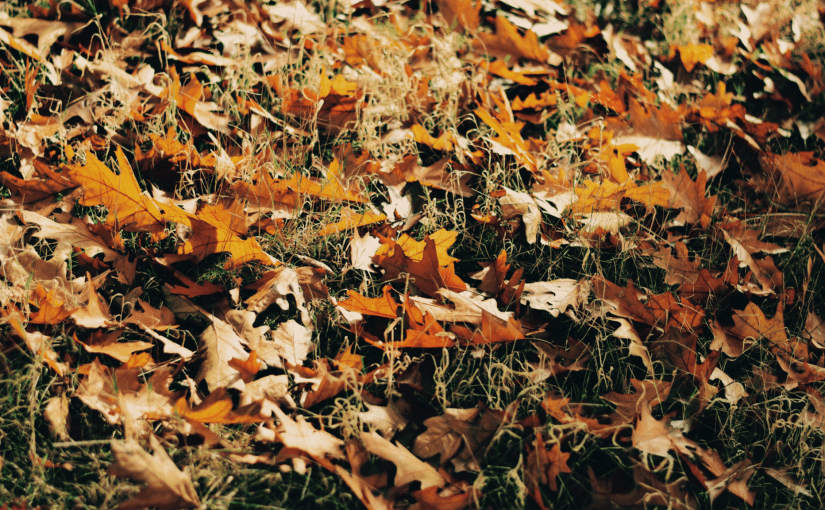 How Evangelicals Abandoned the&nbsp;Bible